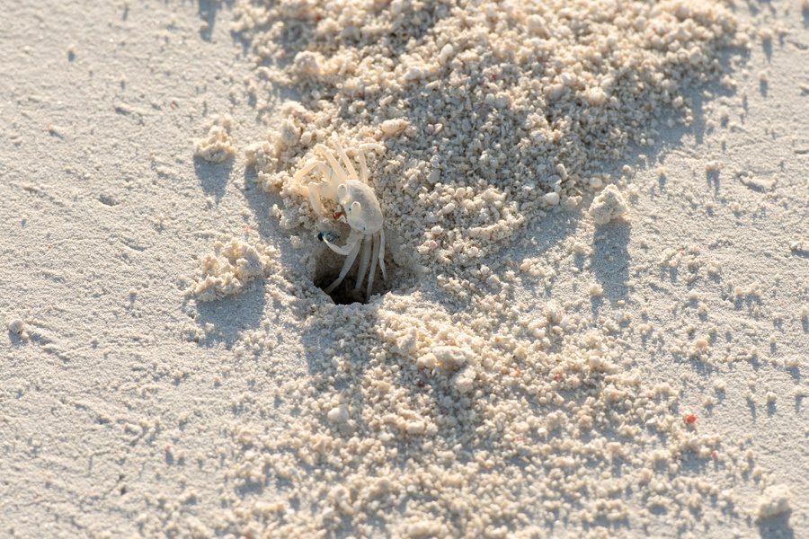 Crabe, Juan de Nova