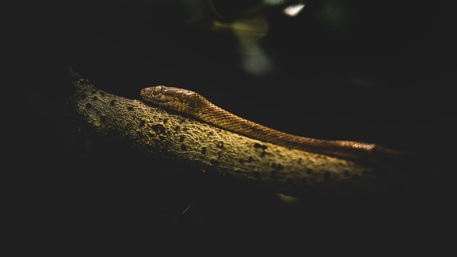 Snake Lycodryas 97px.fr | La couleuvre des cocotiers ou lycodryas maculatus