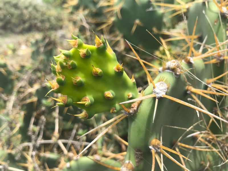 97px.fr | Cactus raquette - opuntia dilenii