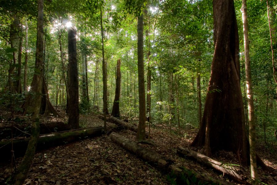 97px.fr Forêt ancienne expédition au mont itoupé